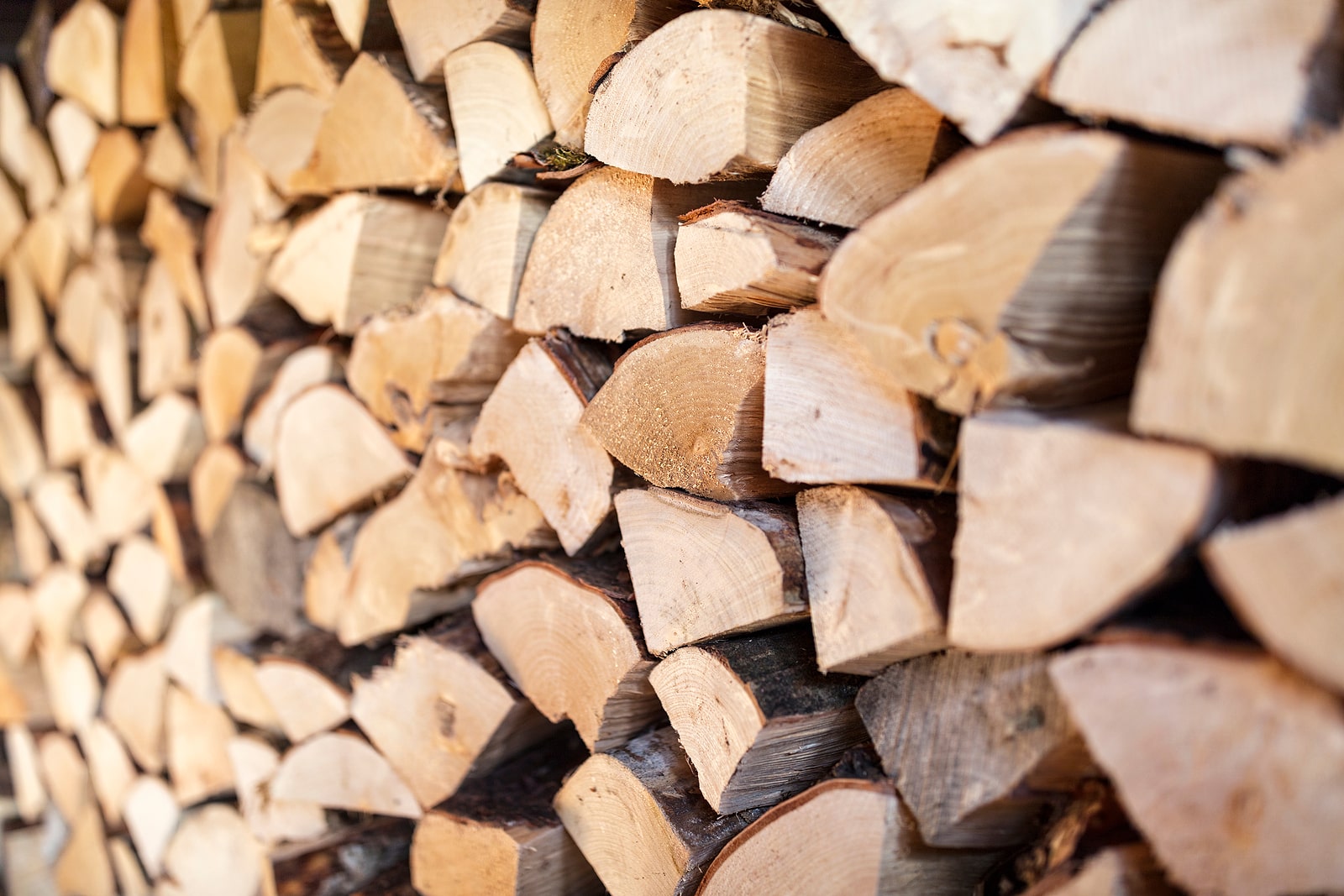 Stacked firewood with freshly cut logs showing tree rings and bark